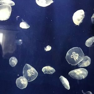 Meet your Posher, Jasmine